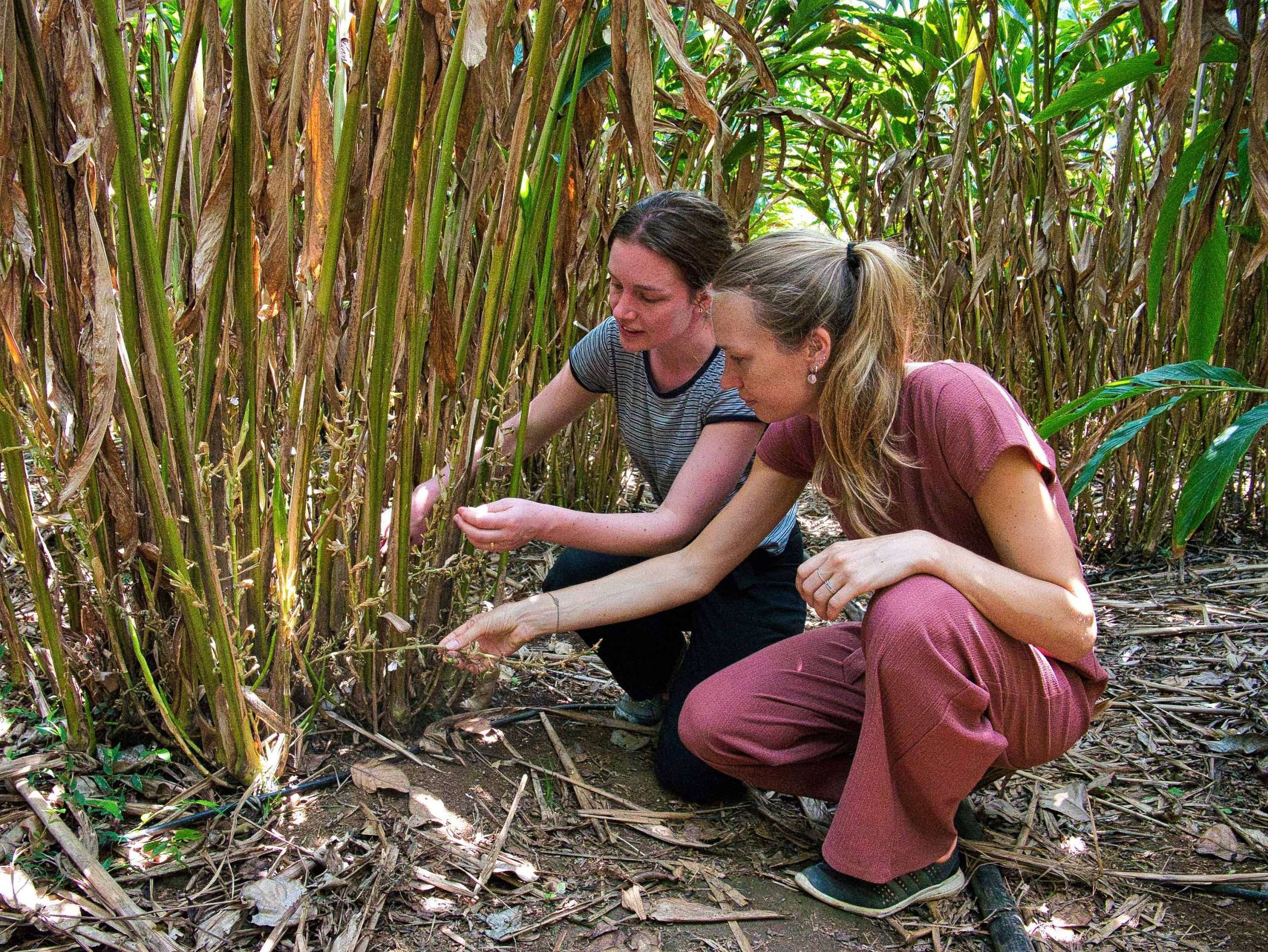 Charis and Iona looking at plant_web