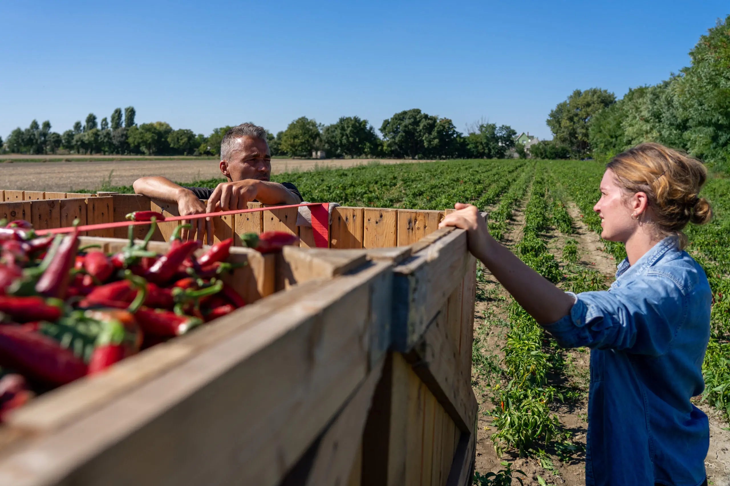 ImpactCity: The Good Spice moves to The Hague