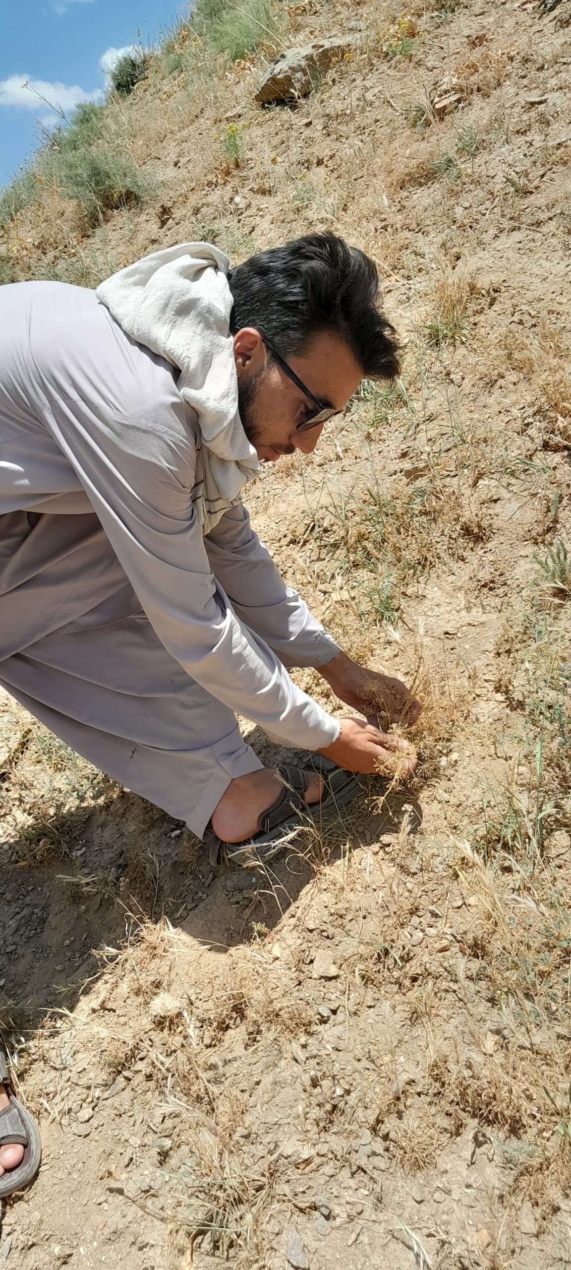 Komijnzaad uit Afghanistan