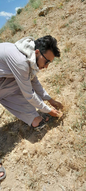 Komijnzaad uit Afghanistan