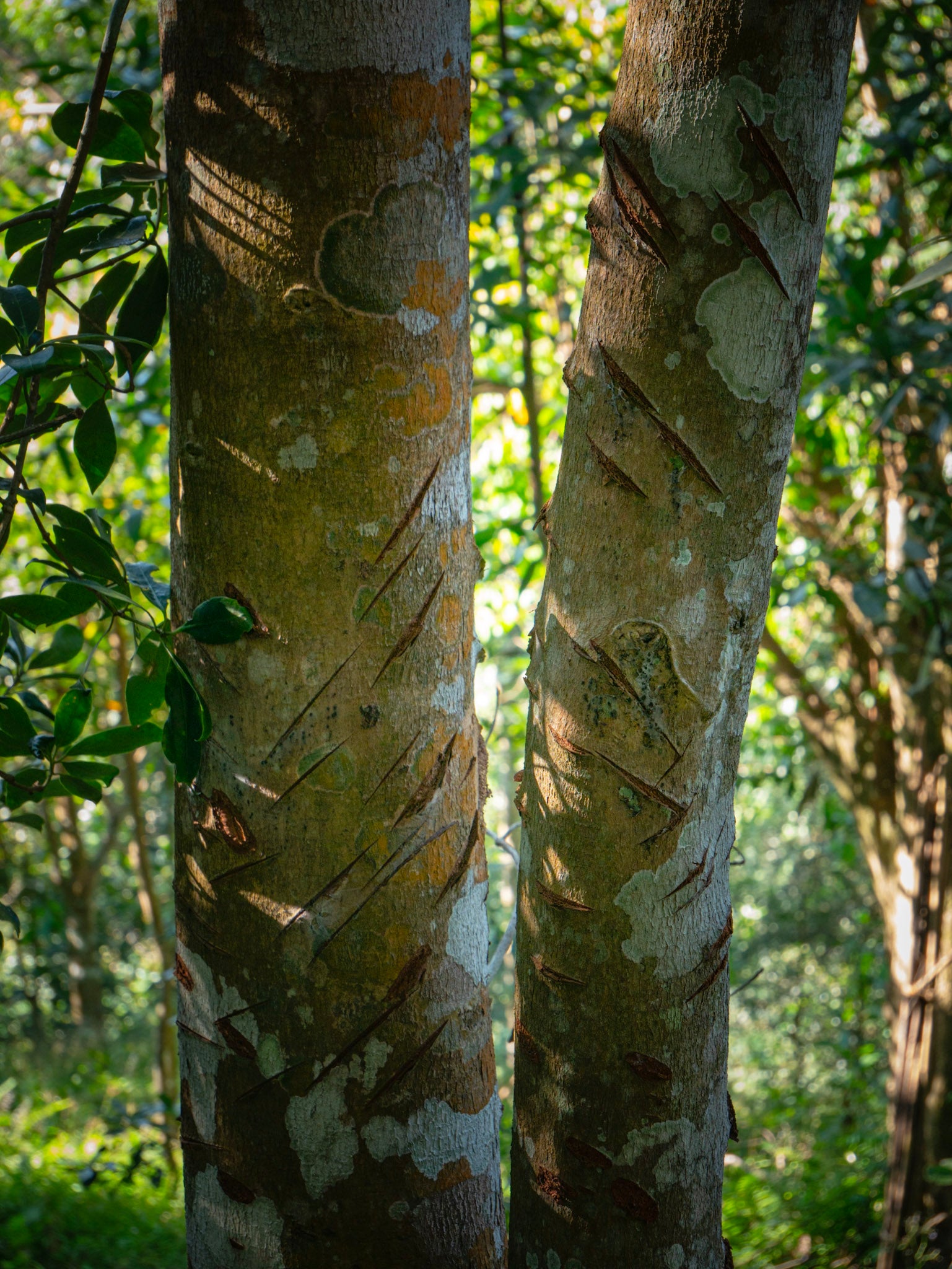 Kaneel vlokken | Cao Bang Cassia Cinnamon