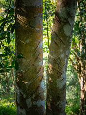 Kaneel vlokken | Cao Bang Cassia Cinnamon