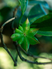 Steranijs | Lucky Star Anise