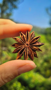 Steranijs | Lucky Star Anise