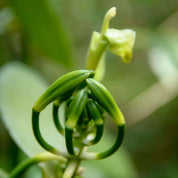 Vanillestokjes | 3 stuks