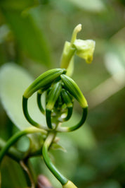 Vanillestokjes | 3 stuks