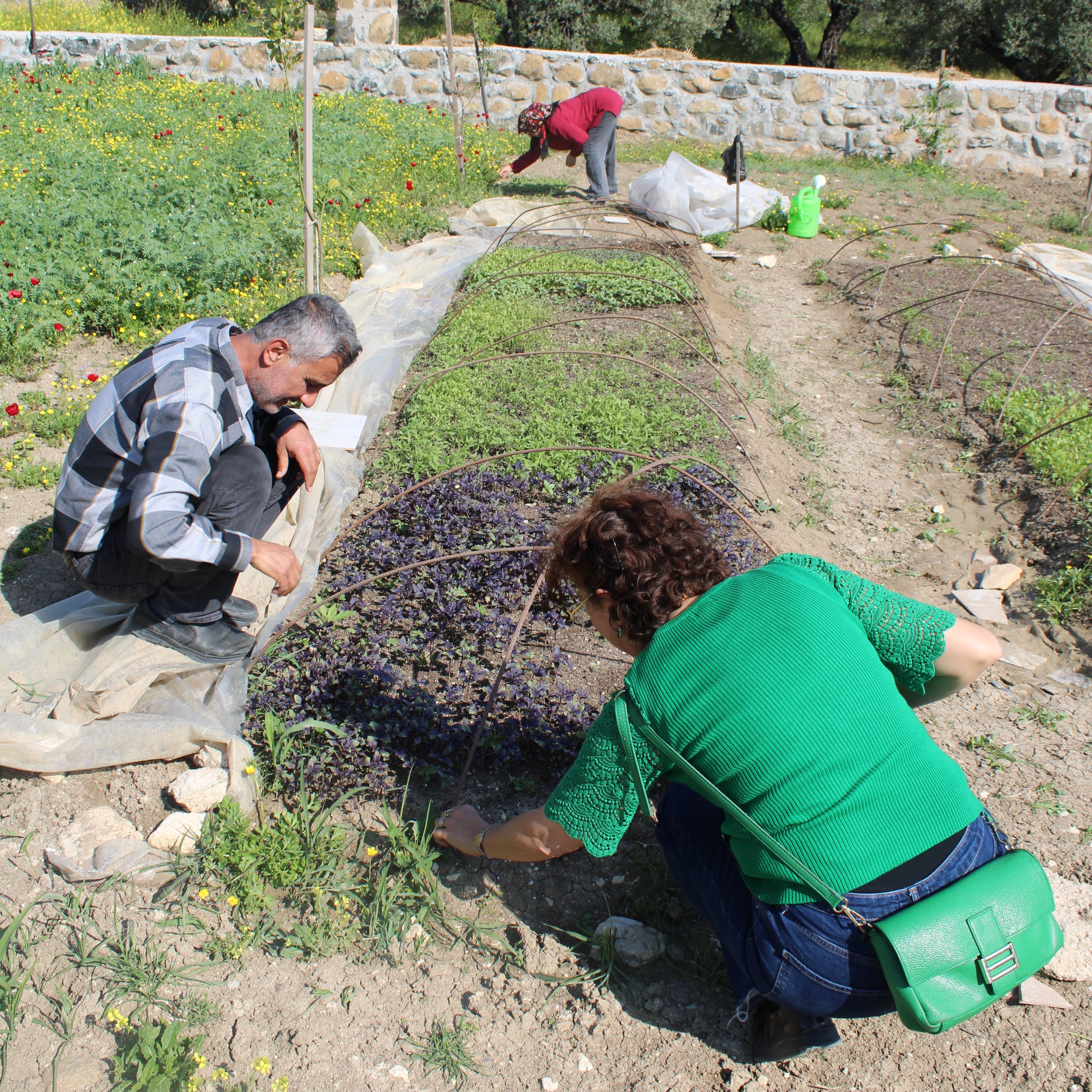 Boeren van de Hatay Chili