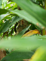 The Ultimate Spice Box