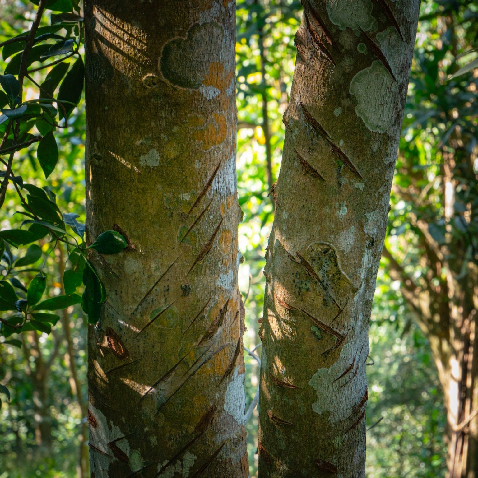 Cassia kaneel boom