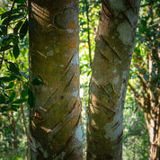 Cassia kaneel boom