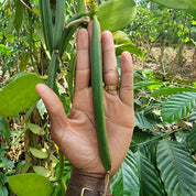 Vanillestokjes | 3 stuks