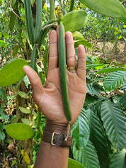 Vanillestokjes | 3 stuks