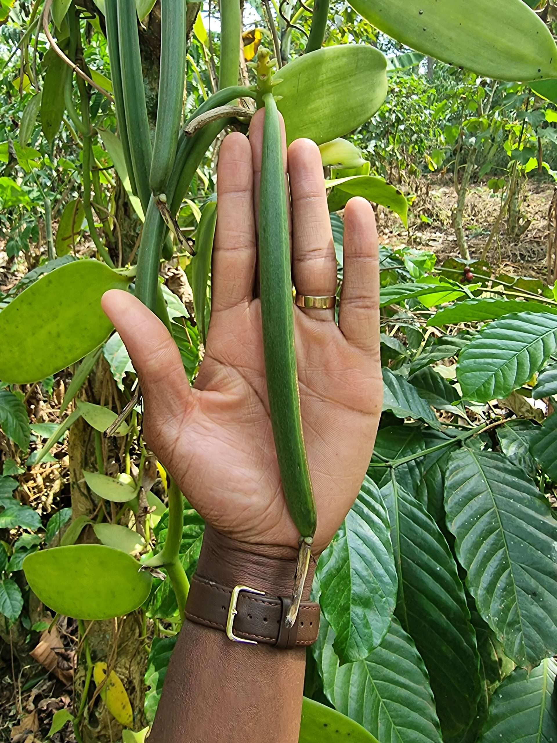 Vanillestokjes | 3 stuks