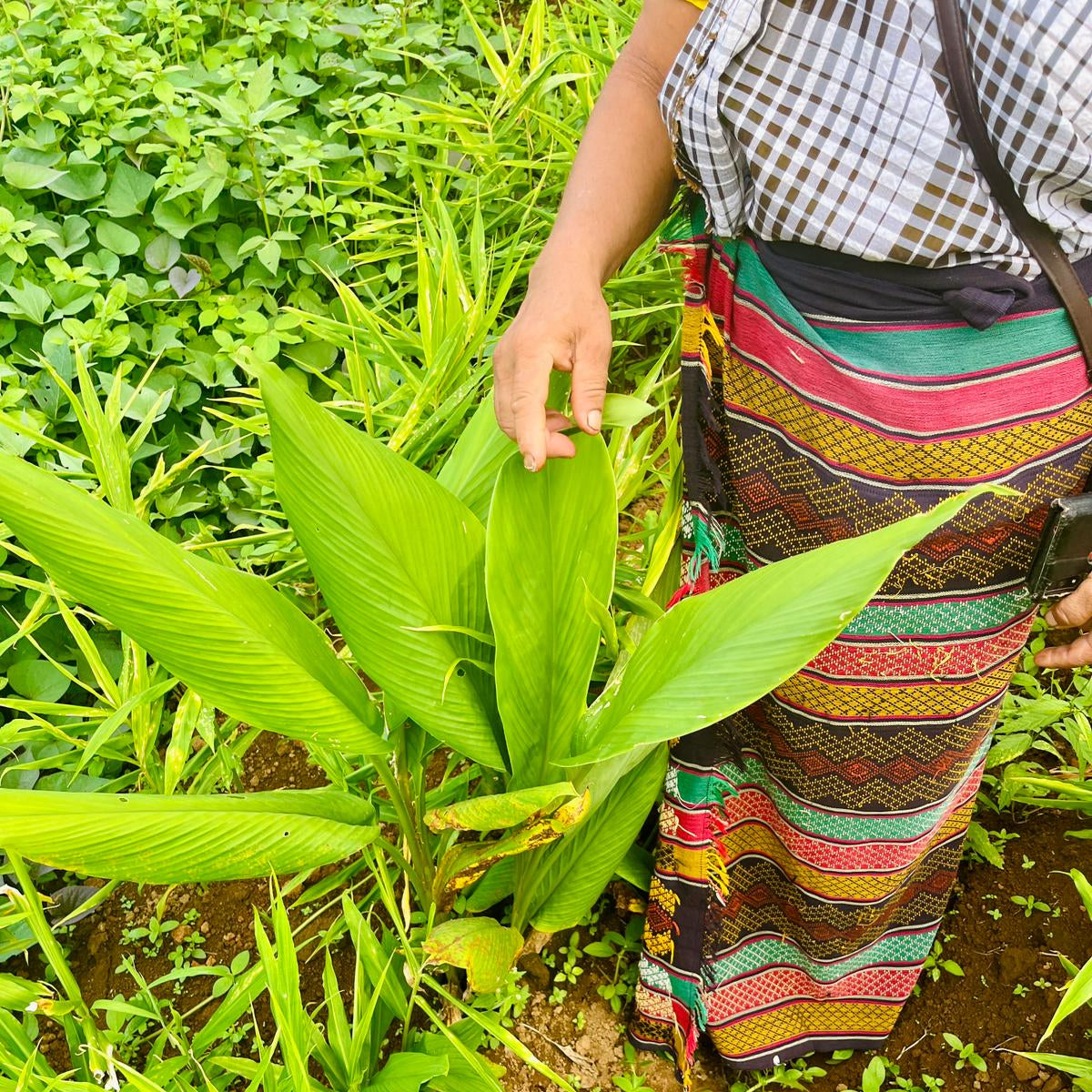 Gember plant