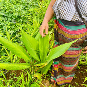 Gember plant