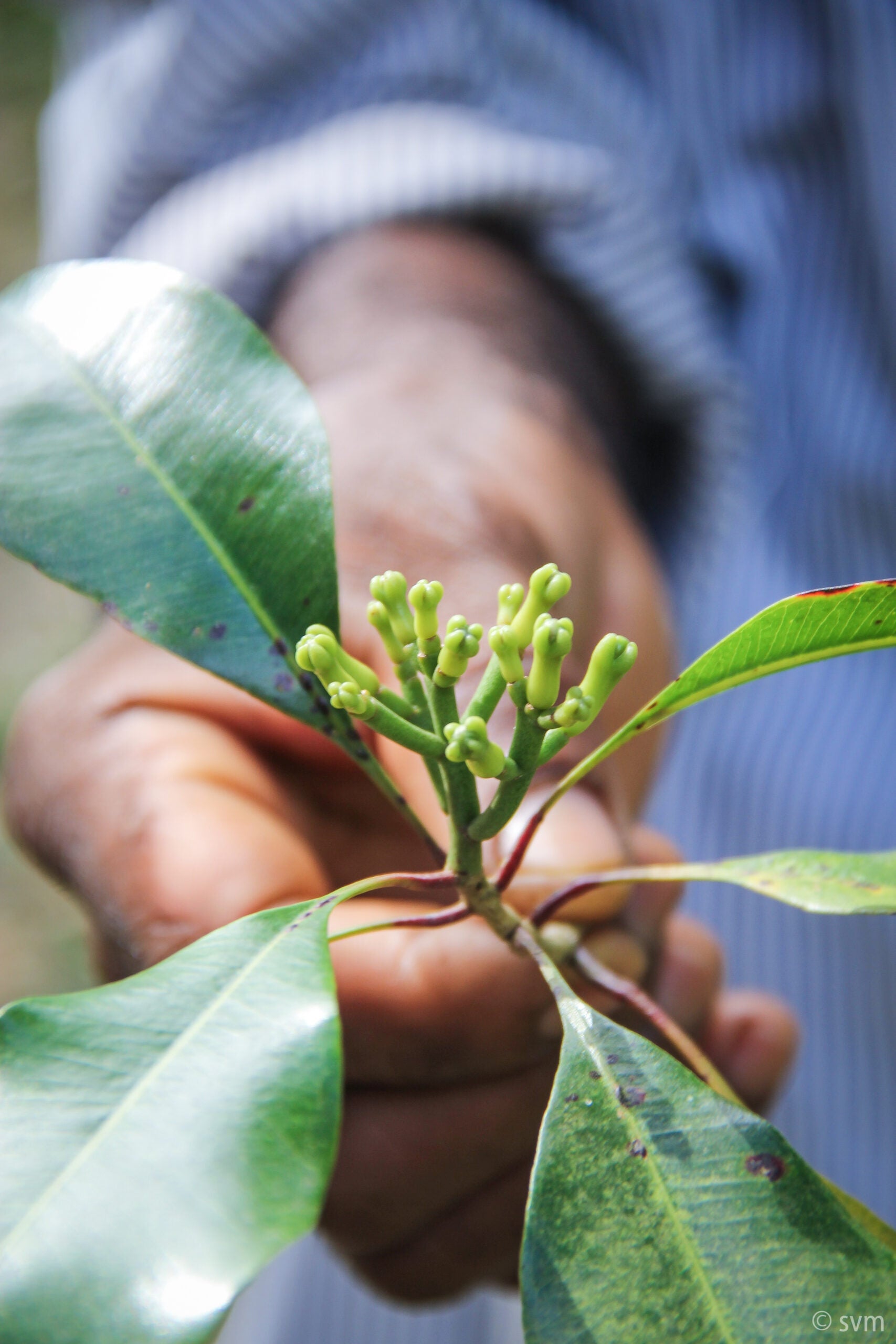 Kruidnagel | Zanzibar Cloves