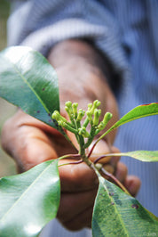 Kruidnagel | Zanzibar Cloves