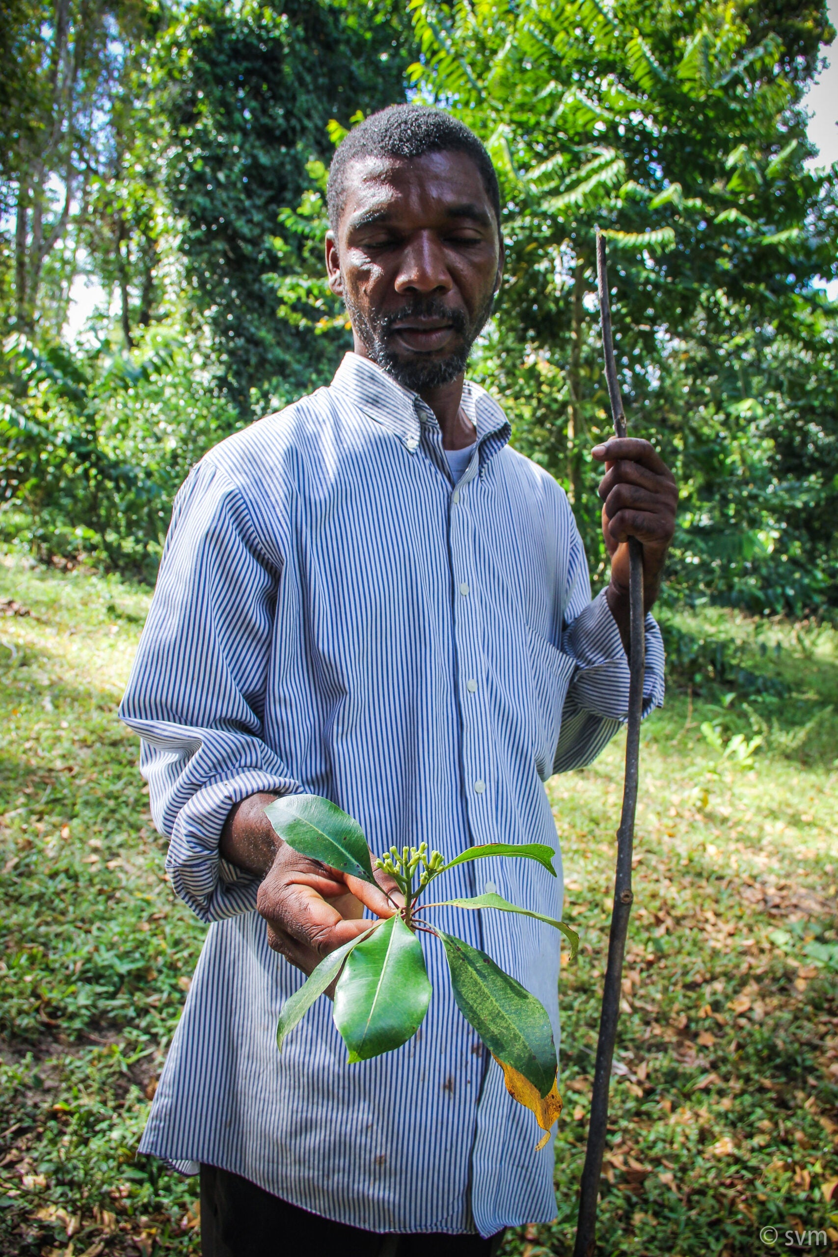 Kruidnagel | Zanzibar Cloves