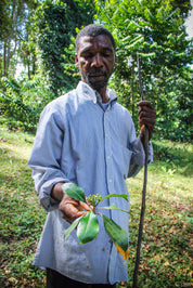 Kruidnagel | Zanzibar Cloves