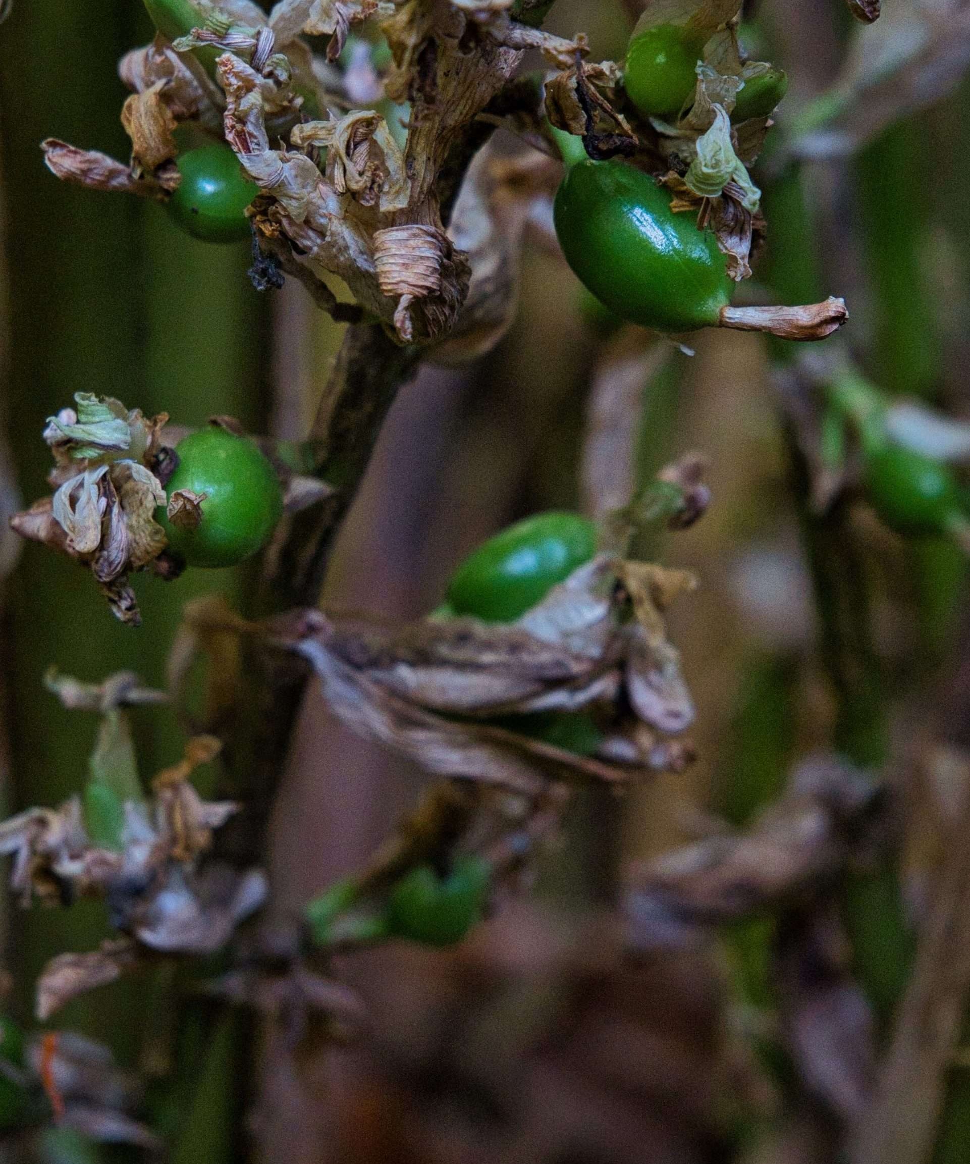 Kardemom aan de plant