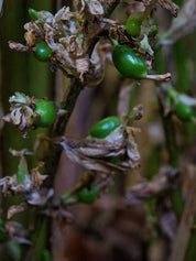 Kardemom aan de plant