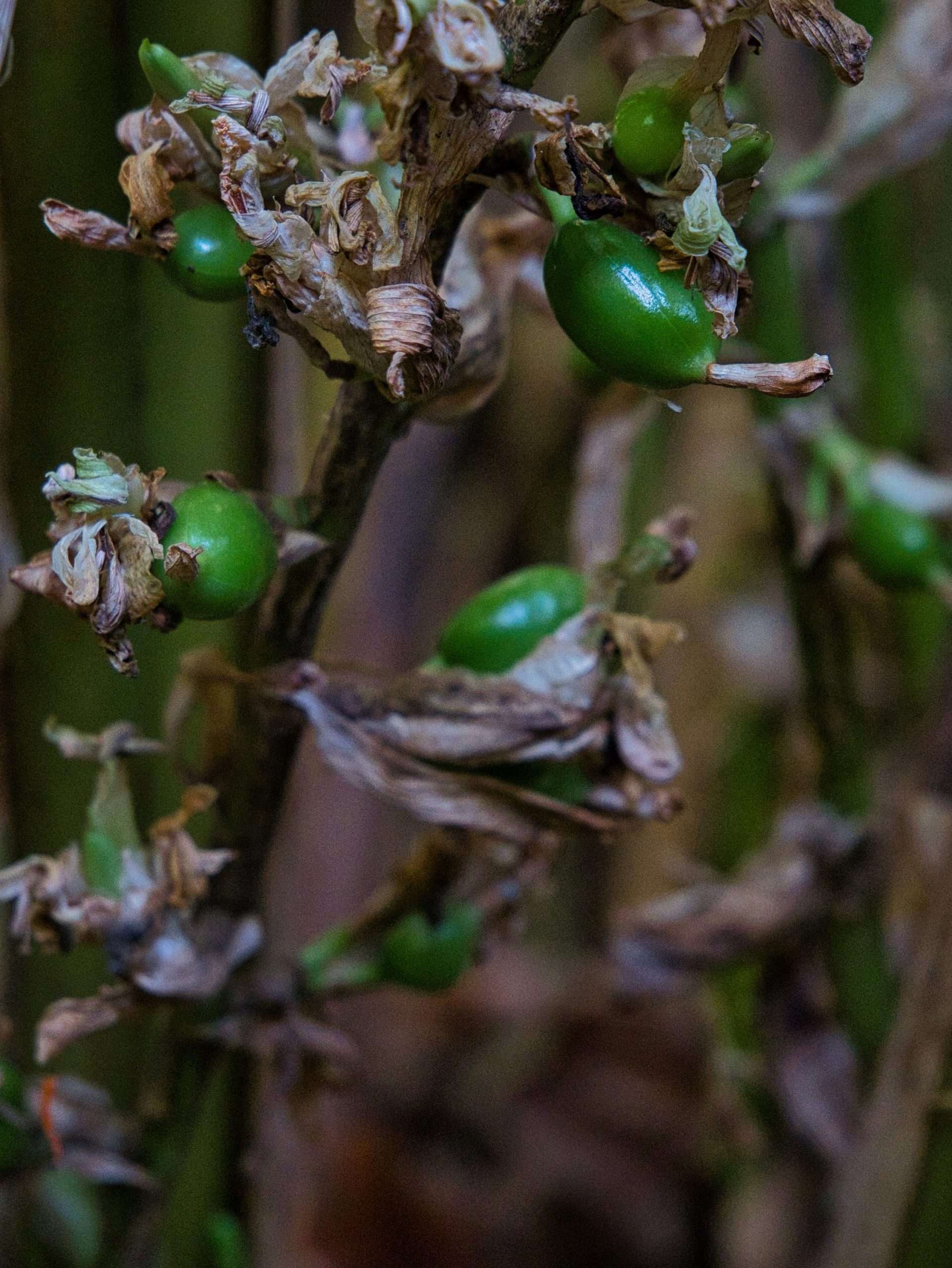 Kardemom aan de plant