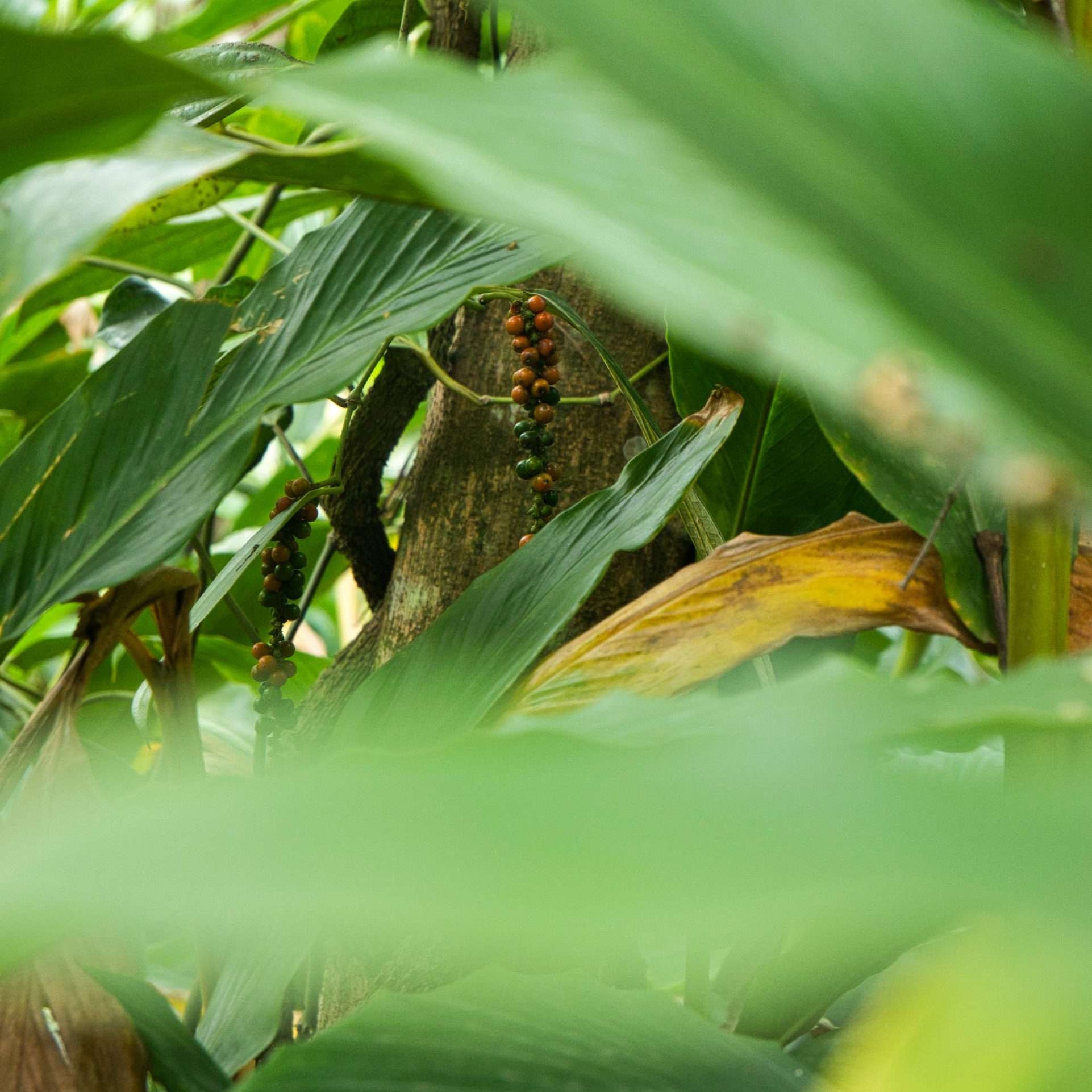 Kardemom en peper plant