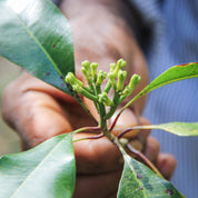 Kruidnagel plant