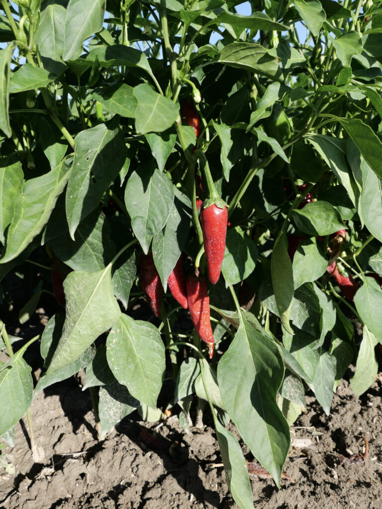 Finishing Finesse set