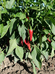 Finishing Finesse set