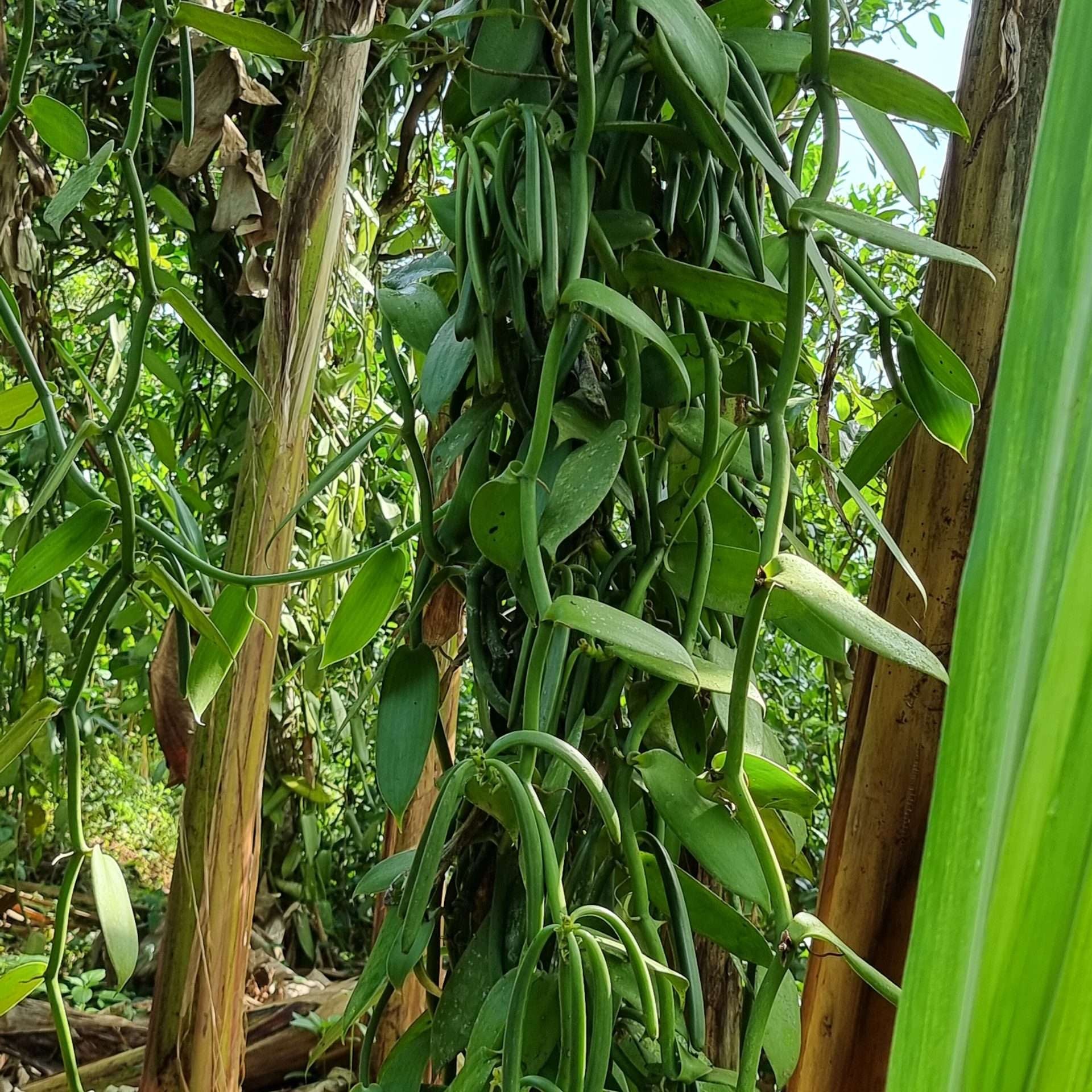 Vanillestokjes | 3 stuks