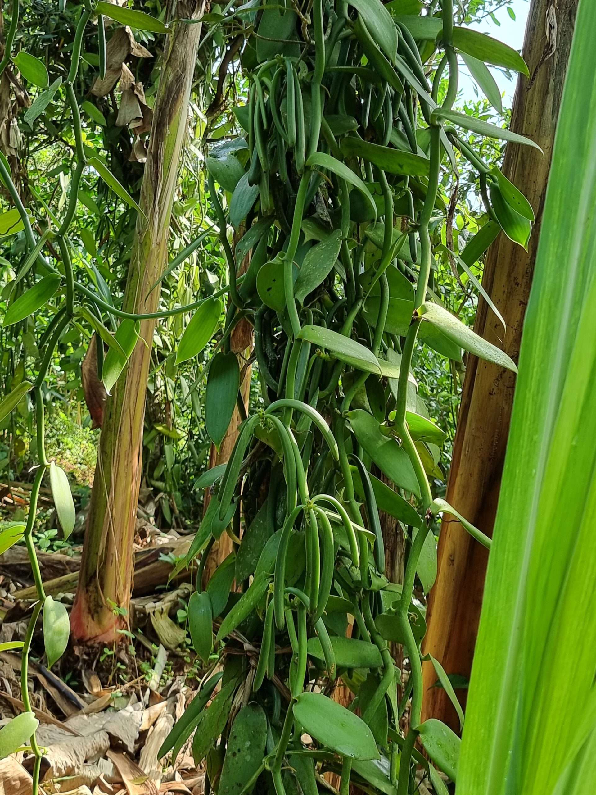 Vanillestokjes | 3 stuks