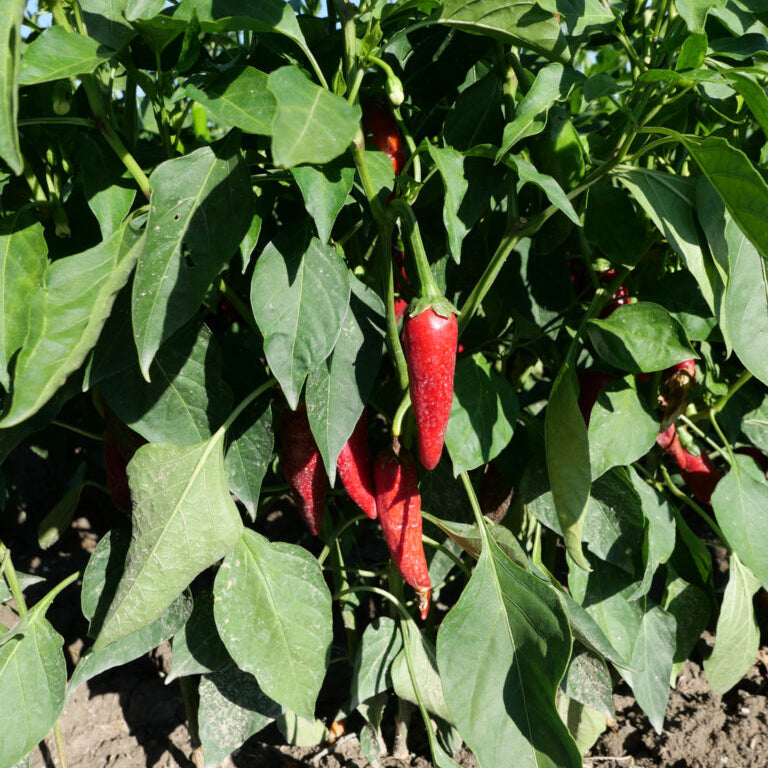 Paprika