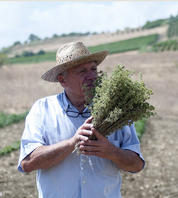 Tijm | Sicilian Spring Thyme