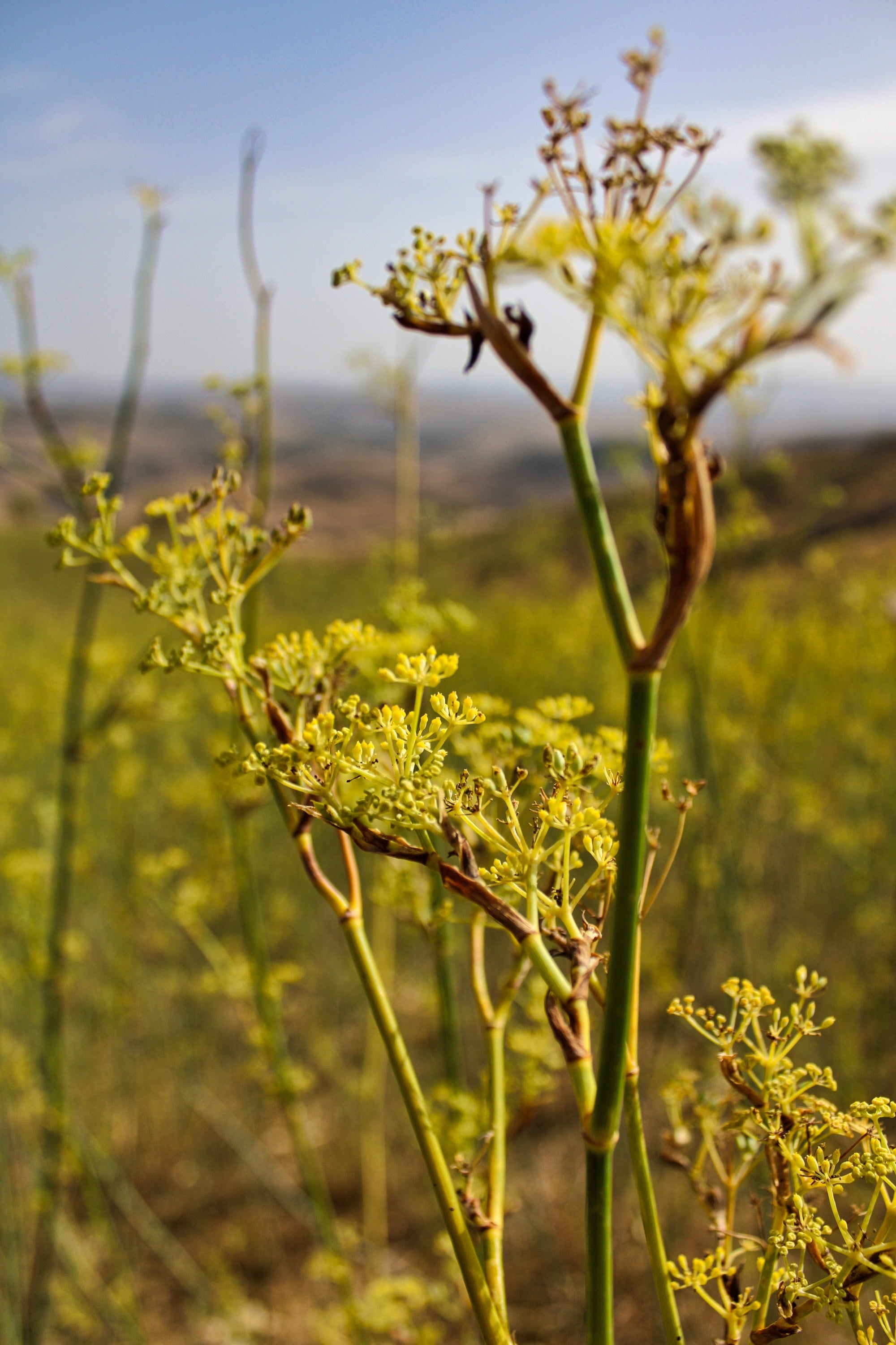 Wild venkelzaad | Sirocco Wild Fennel