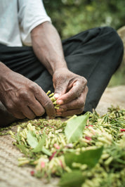 Kruidnagel | Zanzibar Cloves