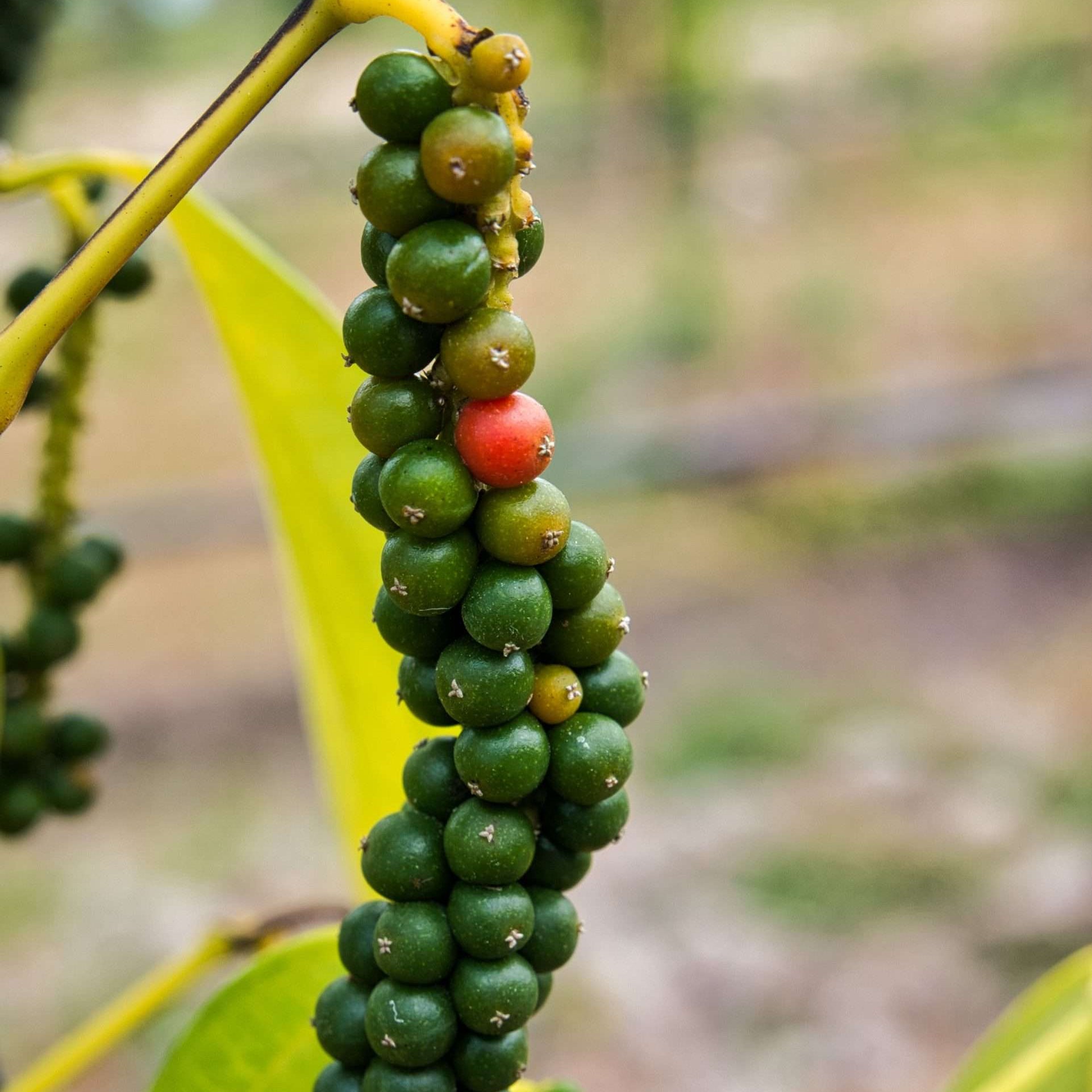 Zwarte peper