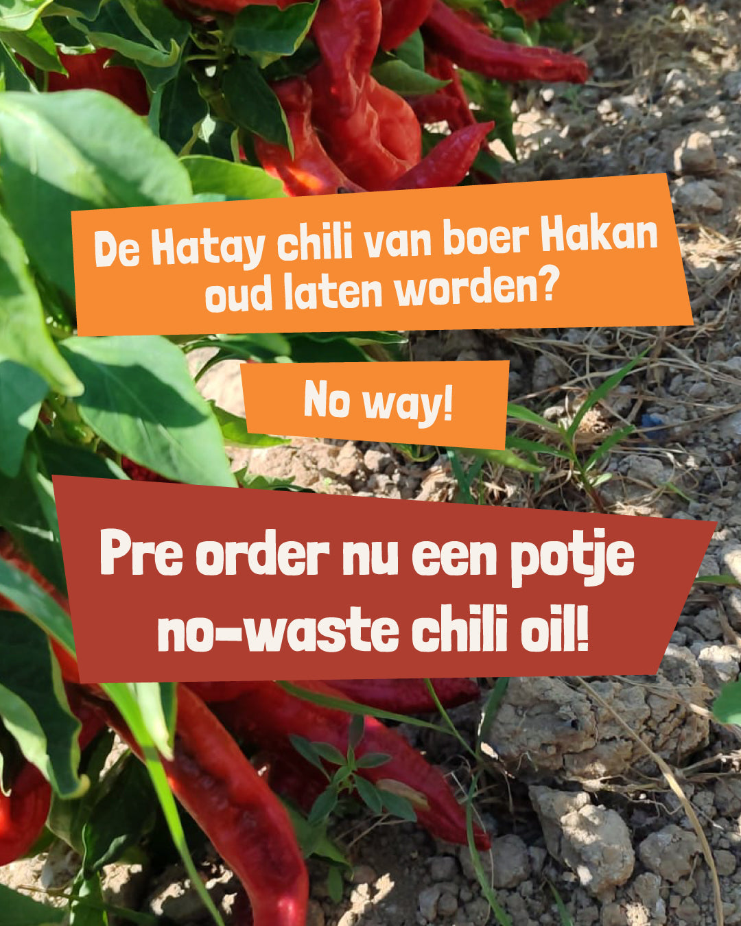 Chili Olie - Pre-order!