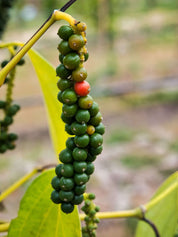 Finishing Finesse set