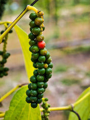 Zwarte peperkorrels | Island Black Pepper